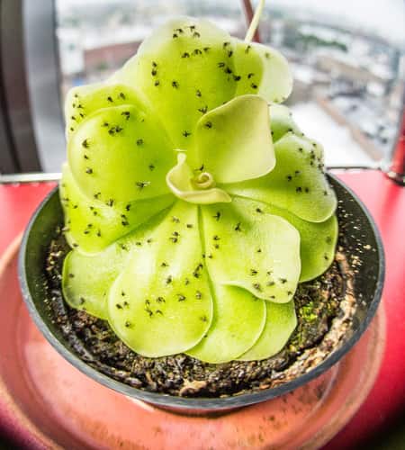 Carnivourous Plant eating ants