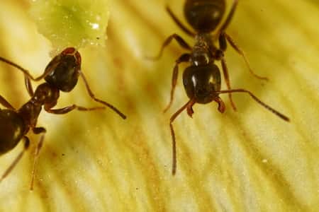 ants on an orchid