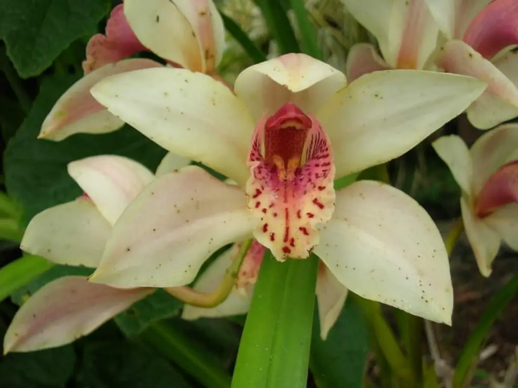 How To Water A Cymbidium 6 Questions About Watering Orchids Orchideria