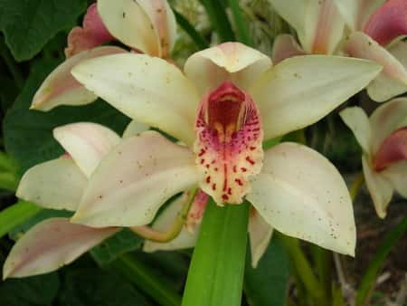 Cymbidium