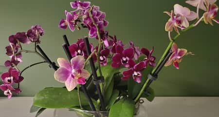 Community Orchid Pots