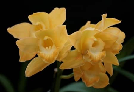 cymbidium