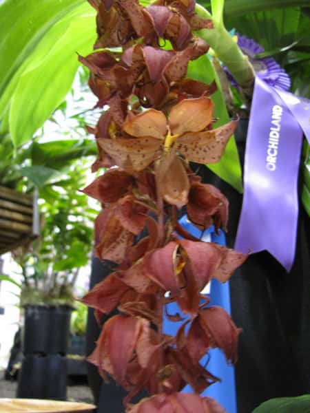 Cycnoches WIne Delight