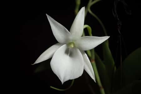 Orchid Scents: The Top 18 Most Fragrant Orchids - Orchideria