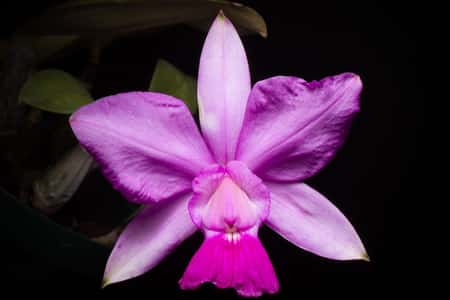 Cattleya Walkeriana