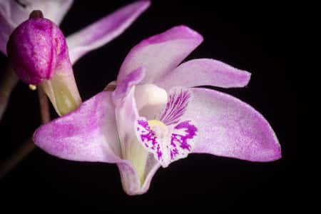 Orchid Aroma