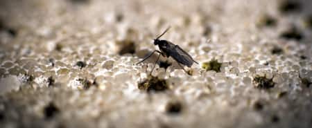 Fungus Gnat on an Orchid