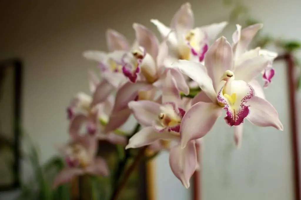 Cymbidium Orchid Care Guide Complete For Beginners Orchideria 