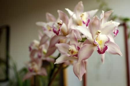 Cymbidium Orchid