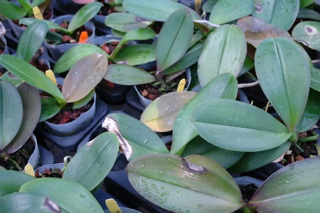 rescue-orchids-can-a-phalaenopsis-survive-without-leaves-orchideria