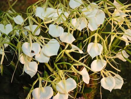 Brassavola Nodosa