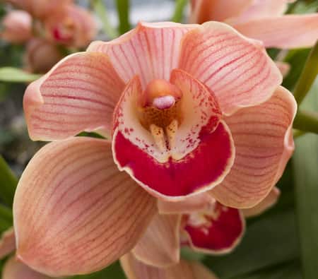 cymbidium