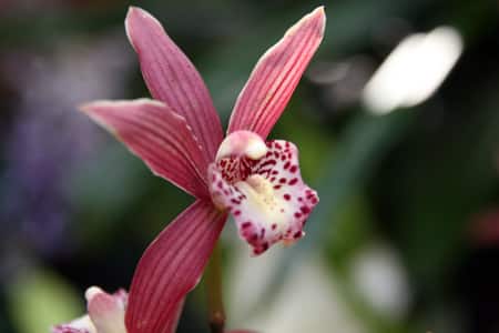 Cymbidium