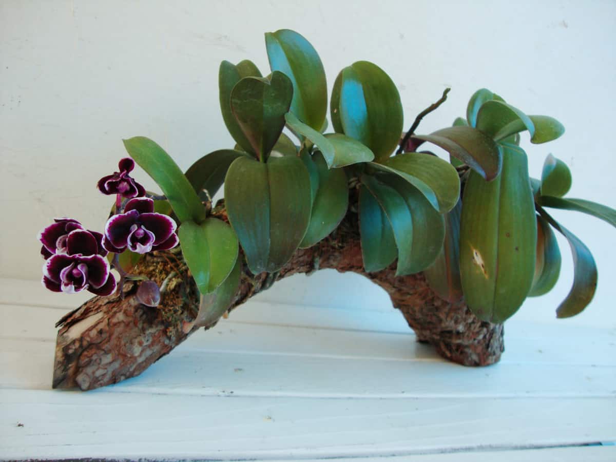 How To Mount A Mini Phalaenopsis on Driftwood - Orchideria