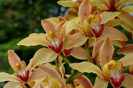 Cymbidium