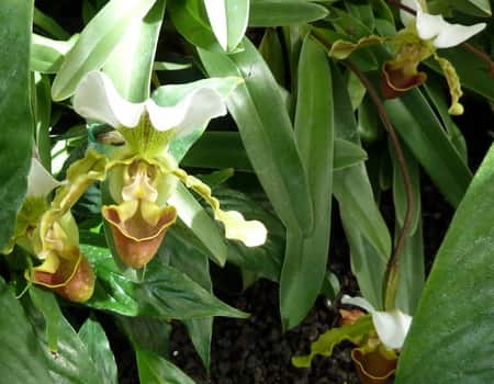 Papgiopedilum Orchids