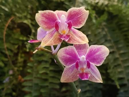 Mini Phalaenopsis Size