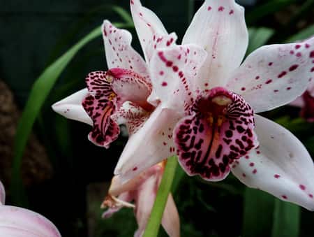 The 8 Best Potting Media For Cymbidium Orchids - Orchideria