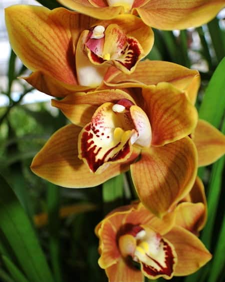 Cymbidiums