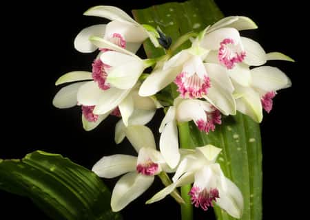 Phaius Orchid