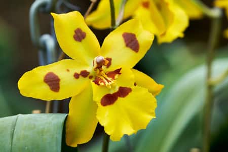 Best Orchid Products to Kill Insects