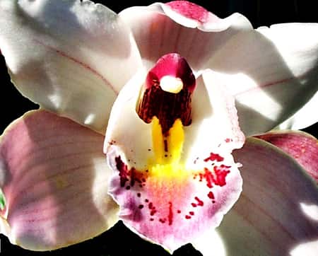 Cymbidium