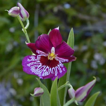 Miltonia Orchid