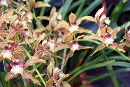 Cymbidium