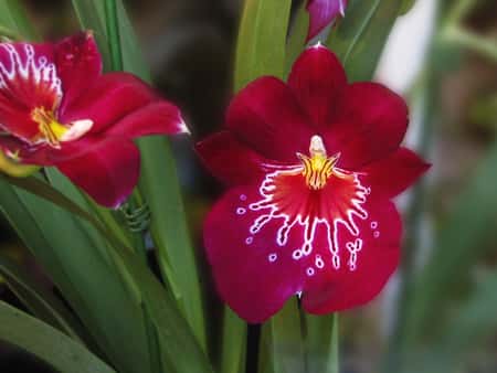 Miltoniopsis Orchid