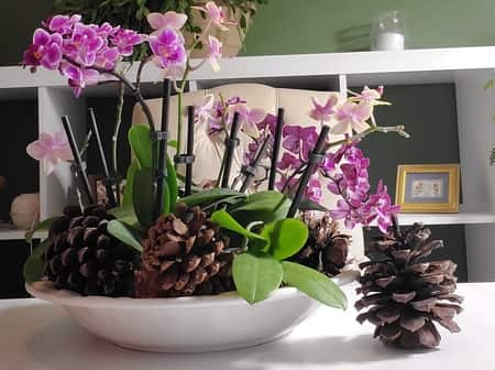 Multip0le orchids in a basket ready to be hung