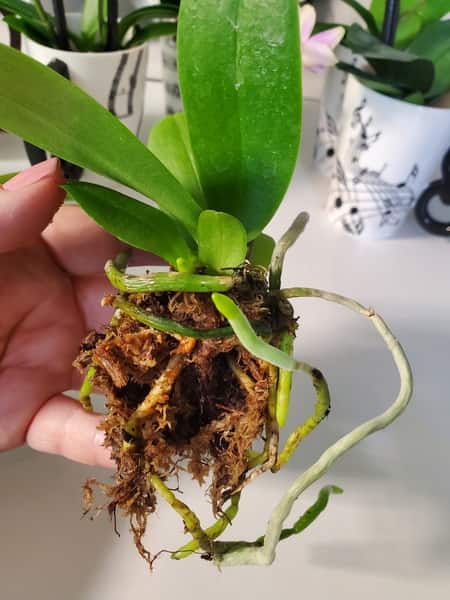 Yellow Roots on Orchids