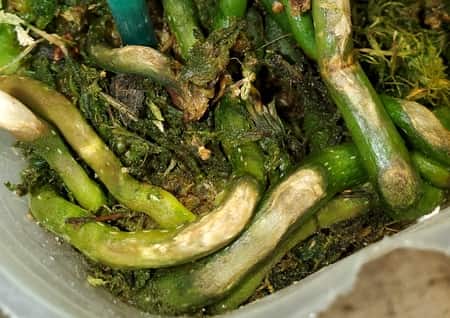 Green Algae in Orchid Pots