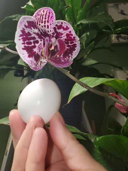 Eggshell Fertilizer Next to an Orchid