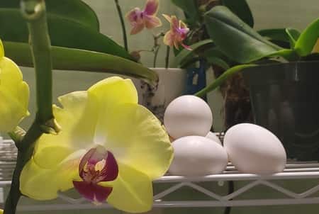 Eggshells as Orchid Fertilzier