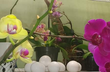 Orchid Fertilizer: Eggshells