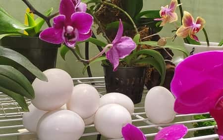 Eggshells as Orchid Fertilizer