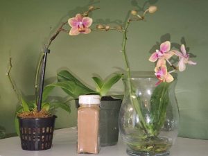 Cinnamon on Orchids