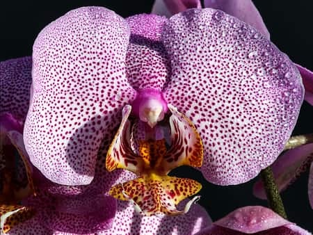 Purple moth orchid