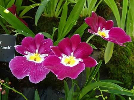 Miltoniopsis Orchid