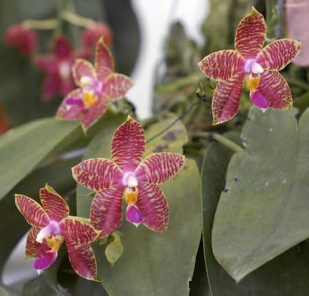 Red Moth Orchids