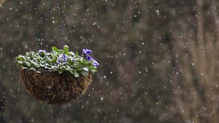 Orchid in a hanging basket