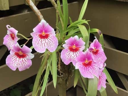 Miltoniopsis Orchid