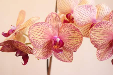 Salmon Colored Moth Orchid