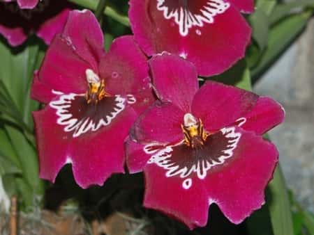 Miltoniopsis Orchid
