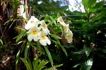 Miltoniopsis Orchid in Nature