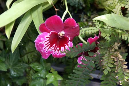 Low Light Orchids Miltoniopsis