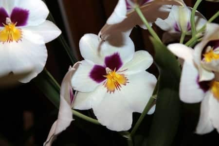 Miltoniopsis Care Guide