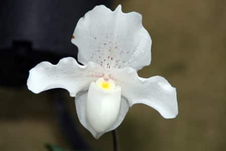 Styrofoam Peanuts in Orchid Potting Medium