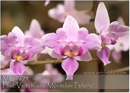 Peloric Orchid Deformation
