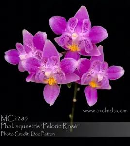 Peloric Orchids: What to Know Before You Buy One – Orchideria